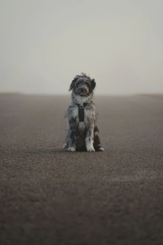 a gray dog with black bow tie sitting on beach