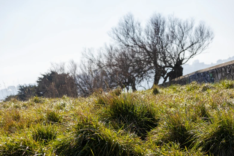 some grass and a lone tree on a hill