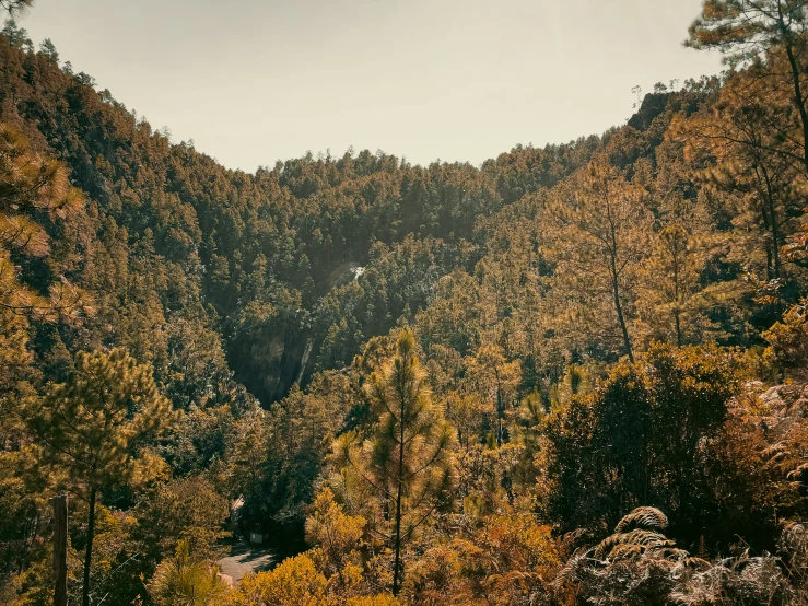 a very tall forest filled with lots of trees