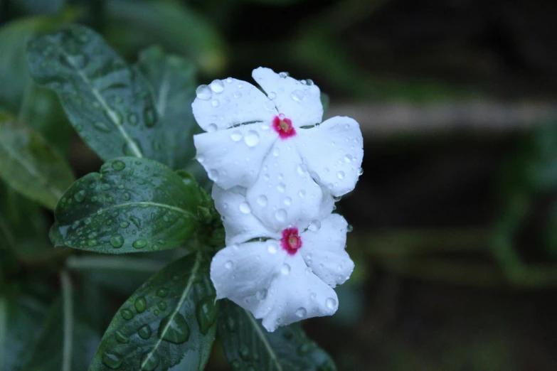 a white flower with red stamens in the center