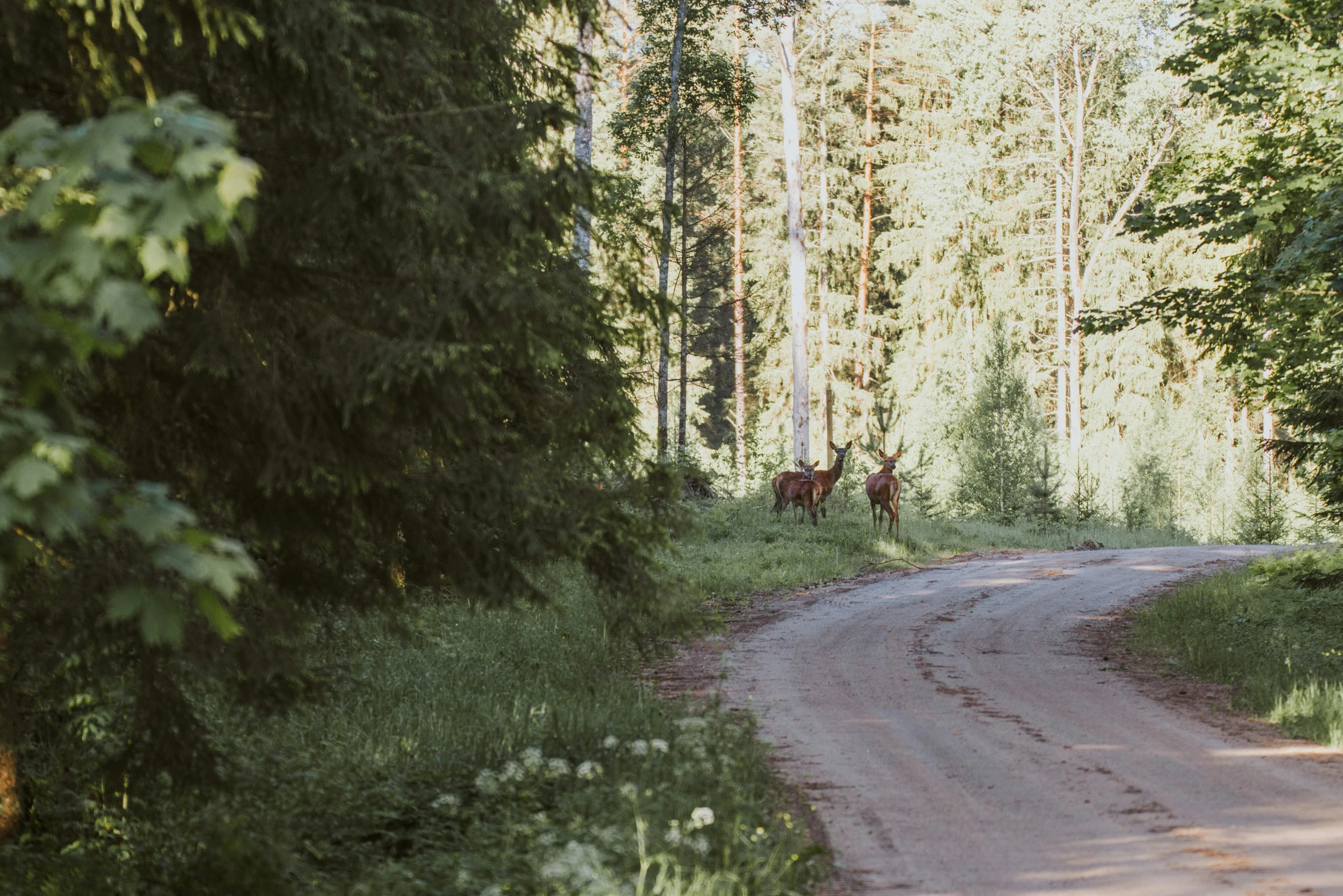 the deer are standing at the middle of the road