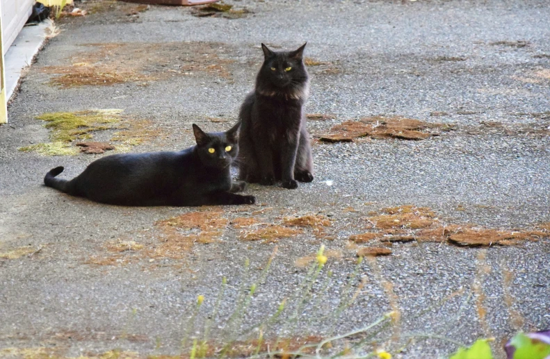 two black cats sitting on cement and facing each other