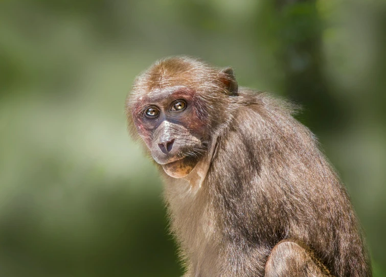 a monkey is staring as it stares towards the camera