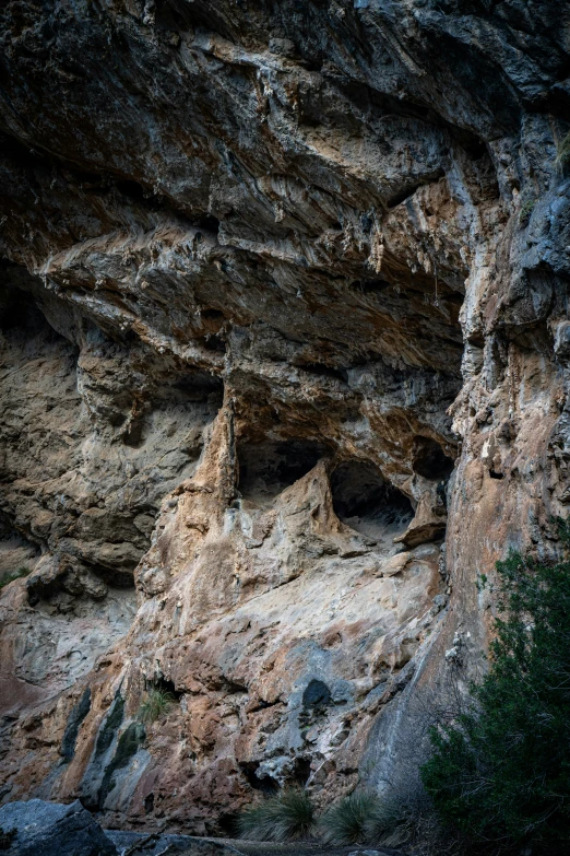 a tree grows among large, multi - layered, rock formations