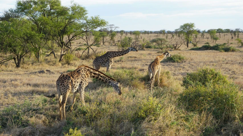 a giraffe in the wilderness eating leaves off trees