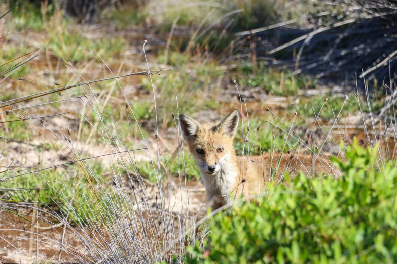 a fox that is standing in some bushes