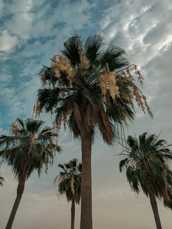 a row of palm trees on a cloudy day