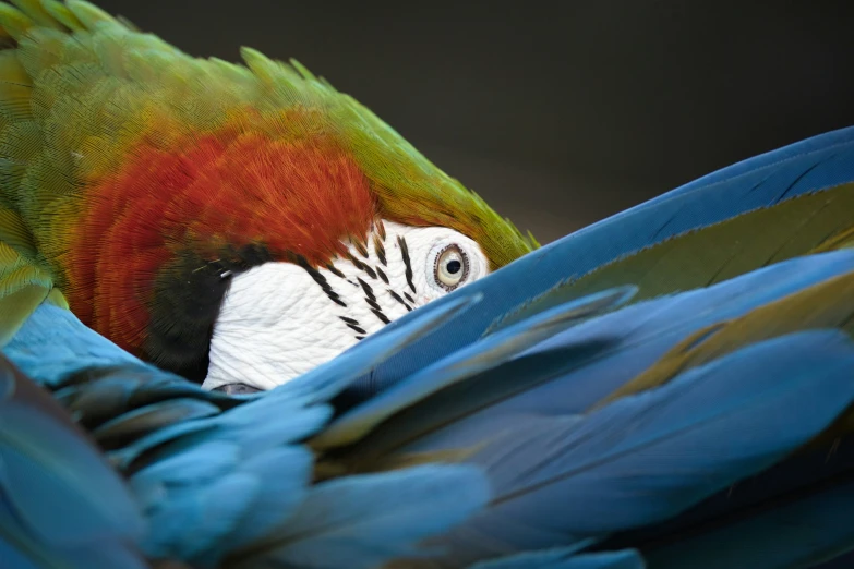 the back end of a large colorful parrot with it's face peaking out from it's feathers