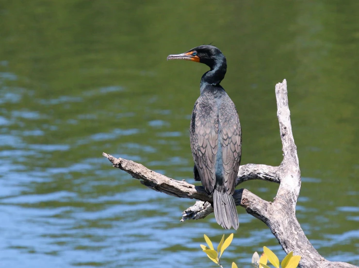 two birds sitting on the tree nches by the water