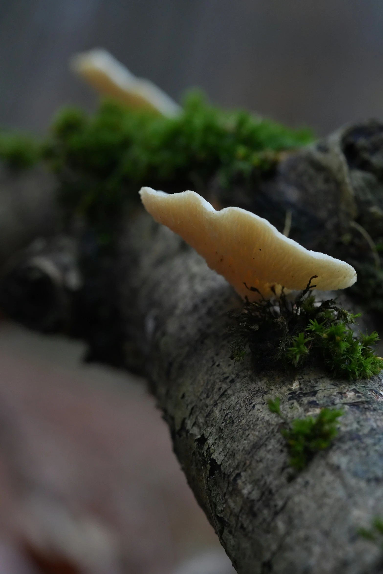 some moss and small mushrooms on a piece of tree