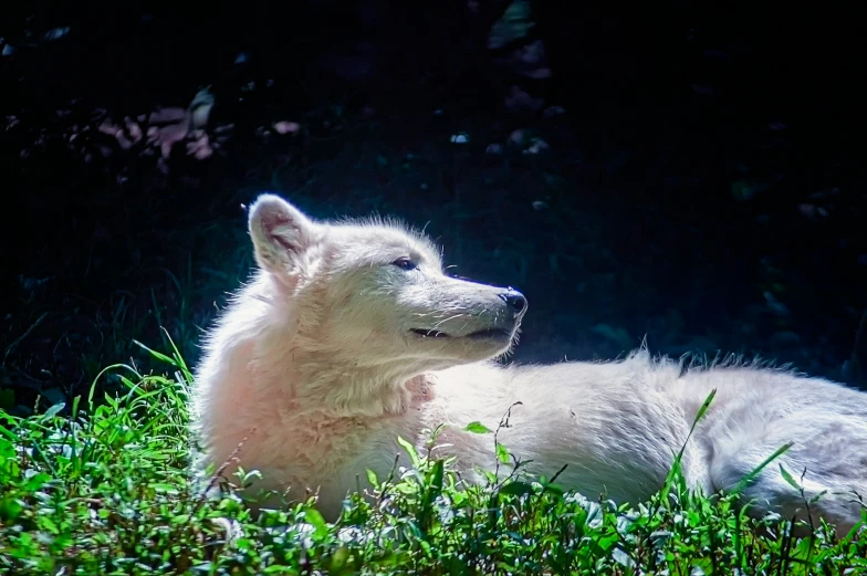 a close up of a small animal laying in grass