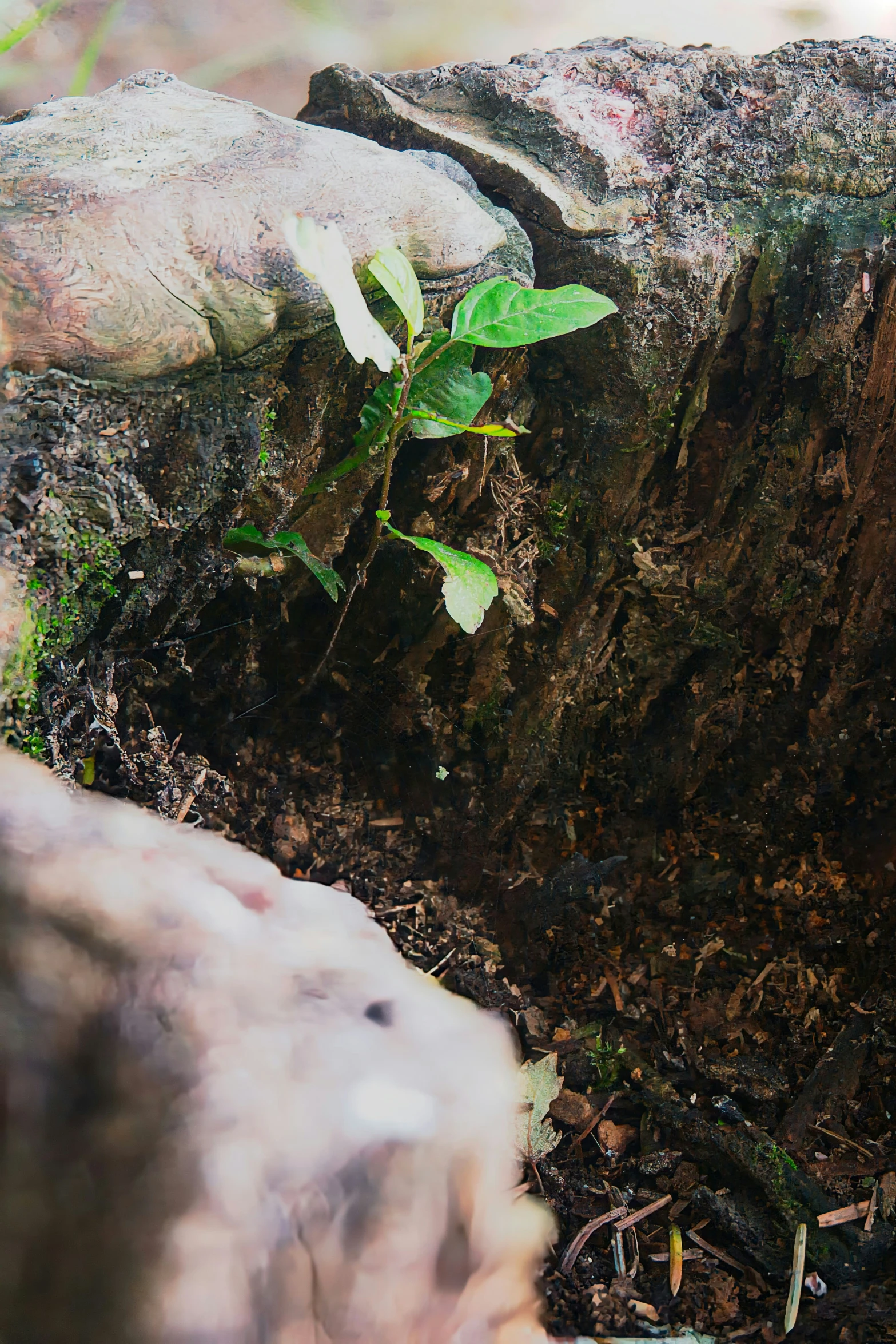 a green plant in an area between a rock wall and a concrete walkway