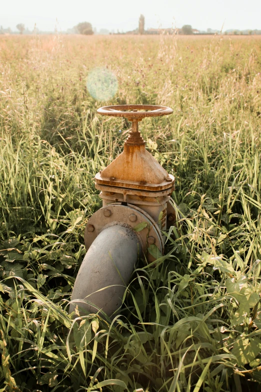 a fire hydrant sitting in a field covered with green grass