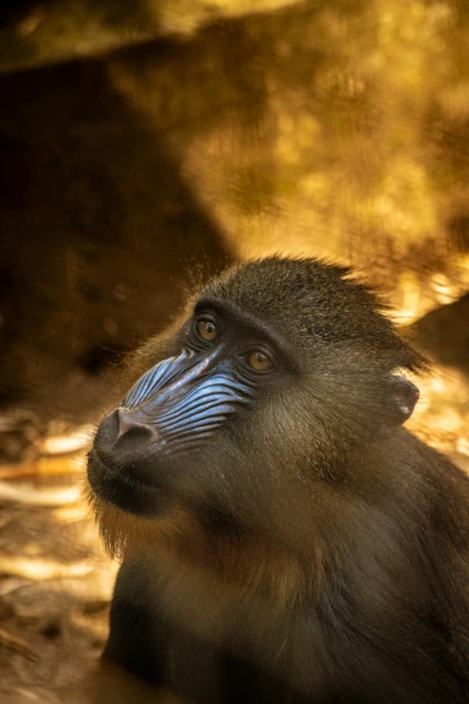 a blue eyed baboon looking upward