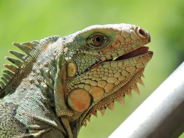 a lizard with red and white teeth looking down