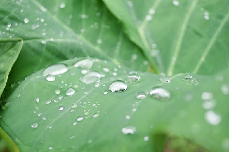 raindrops on leaves in the sun light