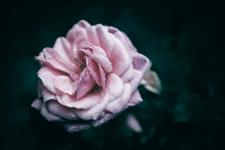 a small pink flower with drops of water on it