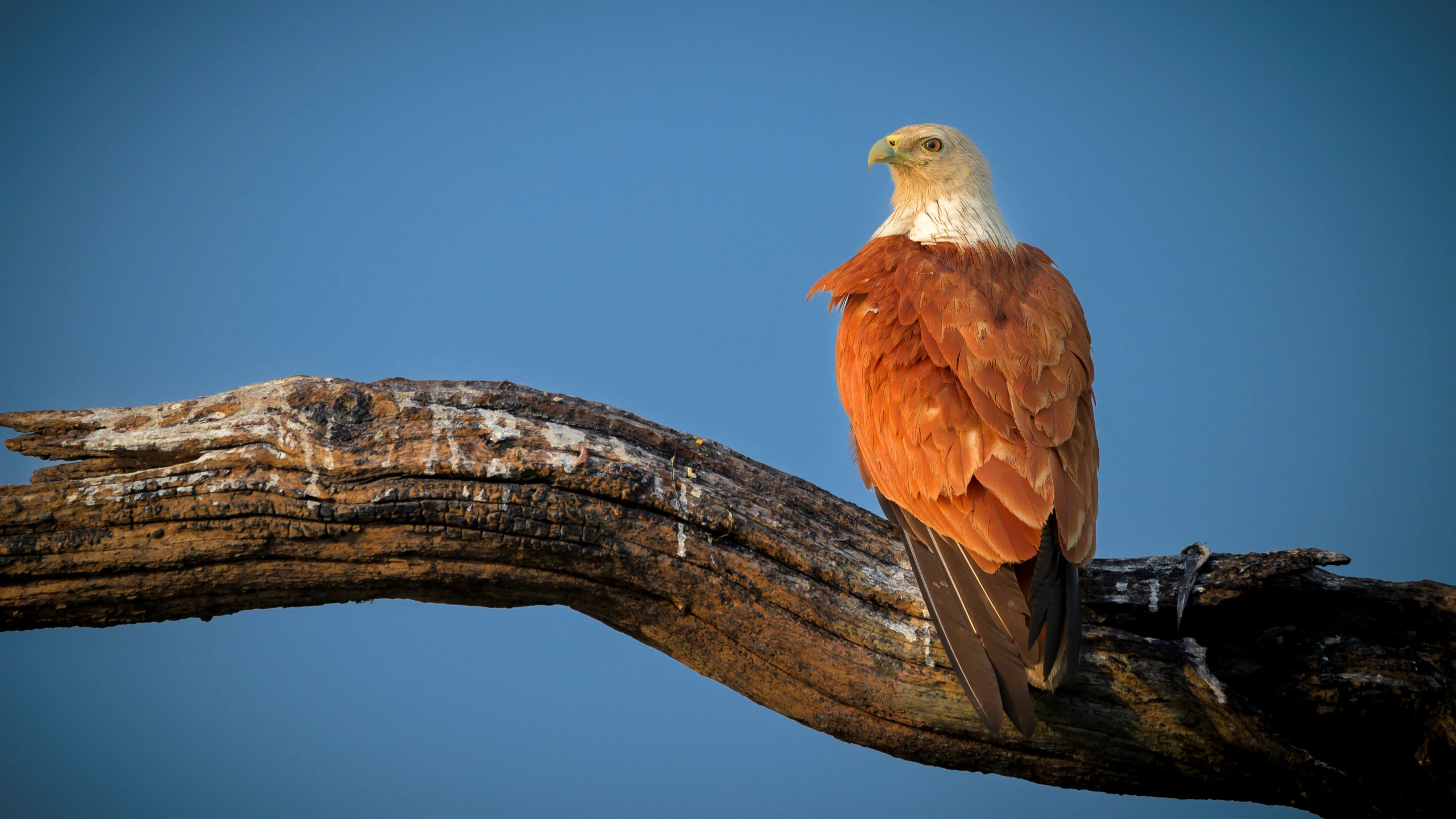 a red and white bird perched on a nch