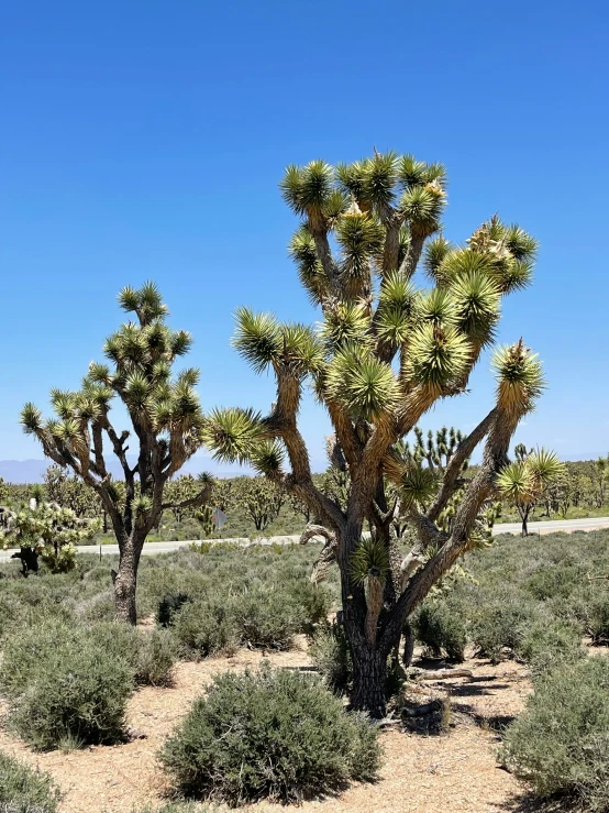 several cactus trees in the desert near a dirt path