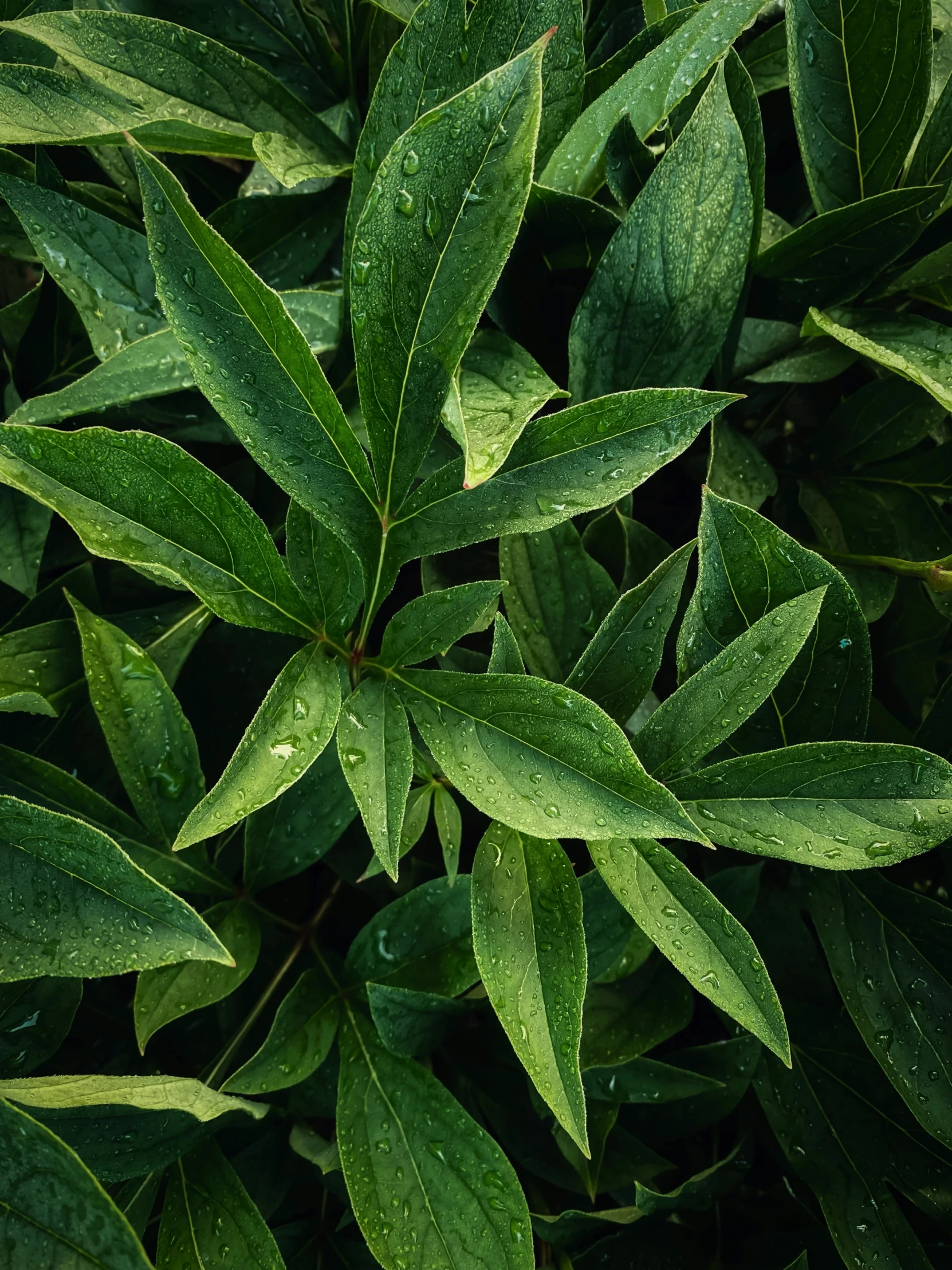 green leaves on a bush are displayed on a sunny day