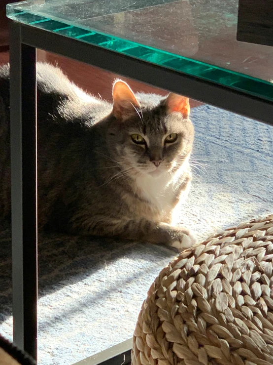 a cat sitting on the edge of a glass table