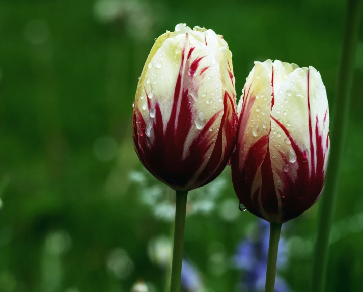 two white and red tulips with water droplets