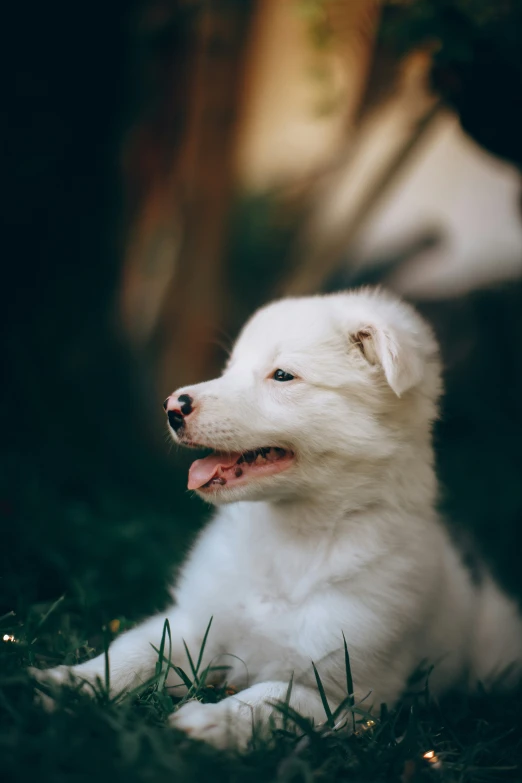 a close up of a dog on the ground