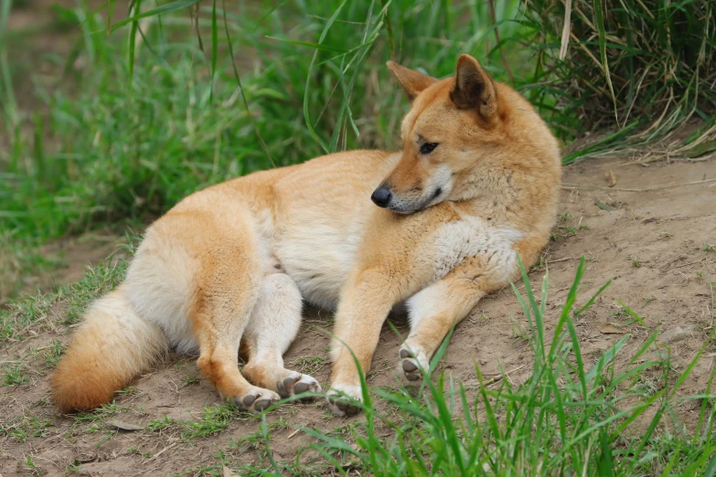 a dingy dog lying down in the grass