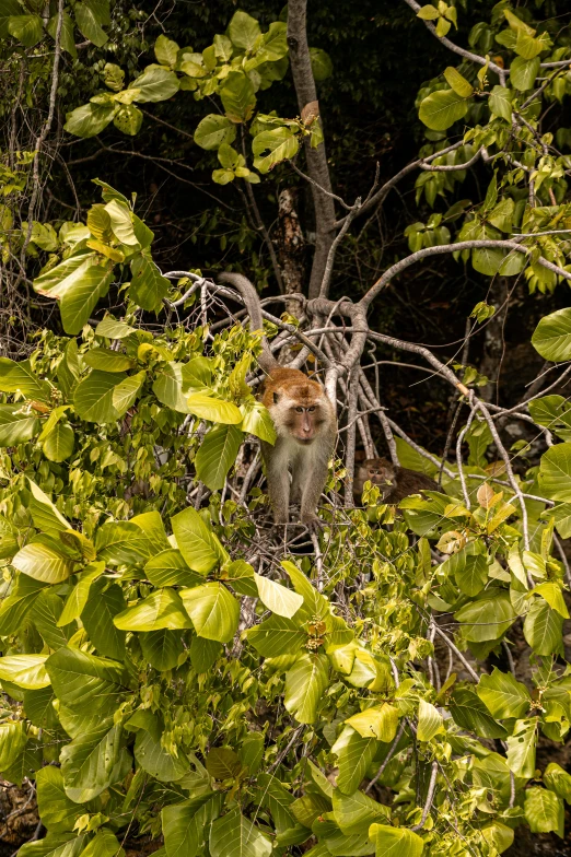 a cat is sitting in a forest in the sun