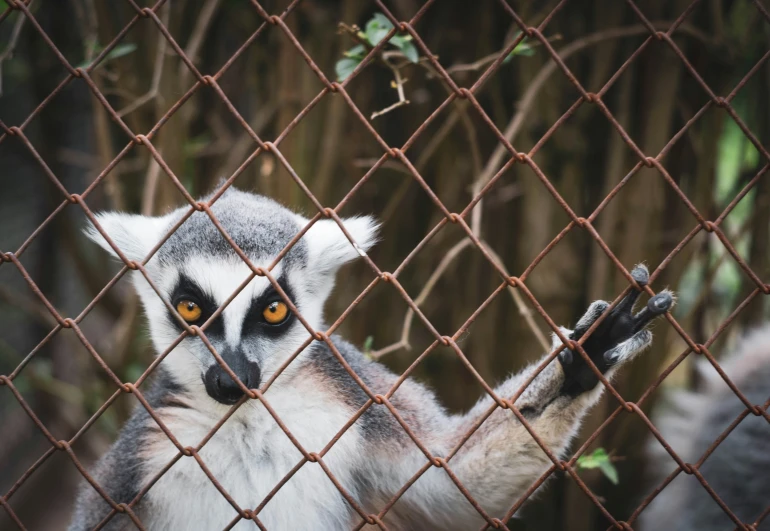 lemur sitting behind a fence on a sunny day