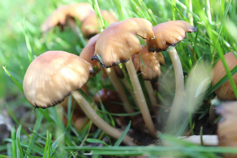 small mushrooms are seen on the ground in the grass