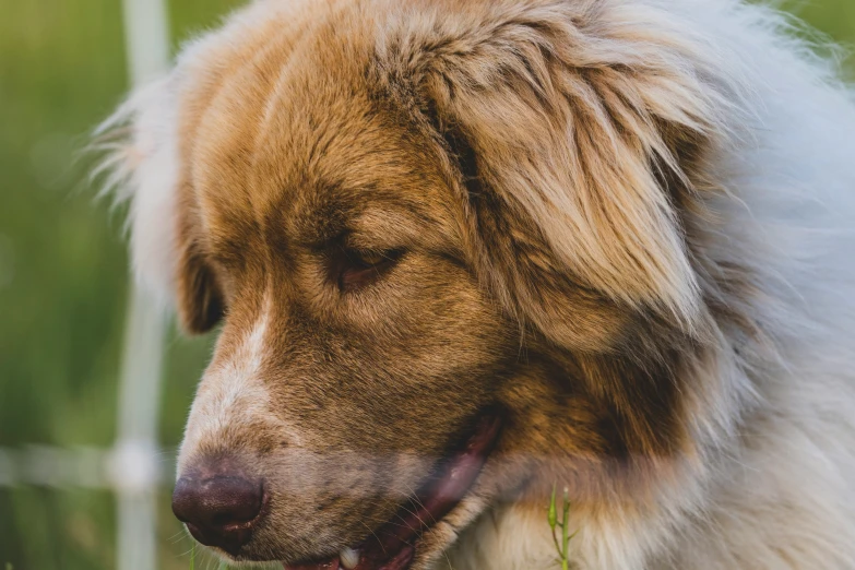 a brown and white dog in a grassy field