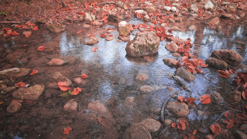 a stream with a bunch of rocks and leaves floating in it