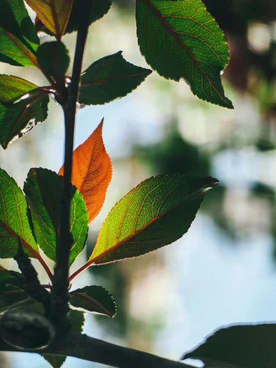 a single leaf that has fallen on it