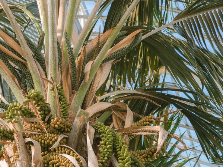 a group of bananas grow from the top of a palm tree