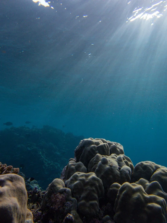 an underwater view of a large coral in blue water