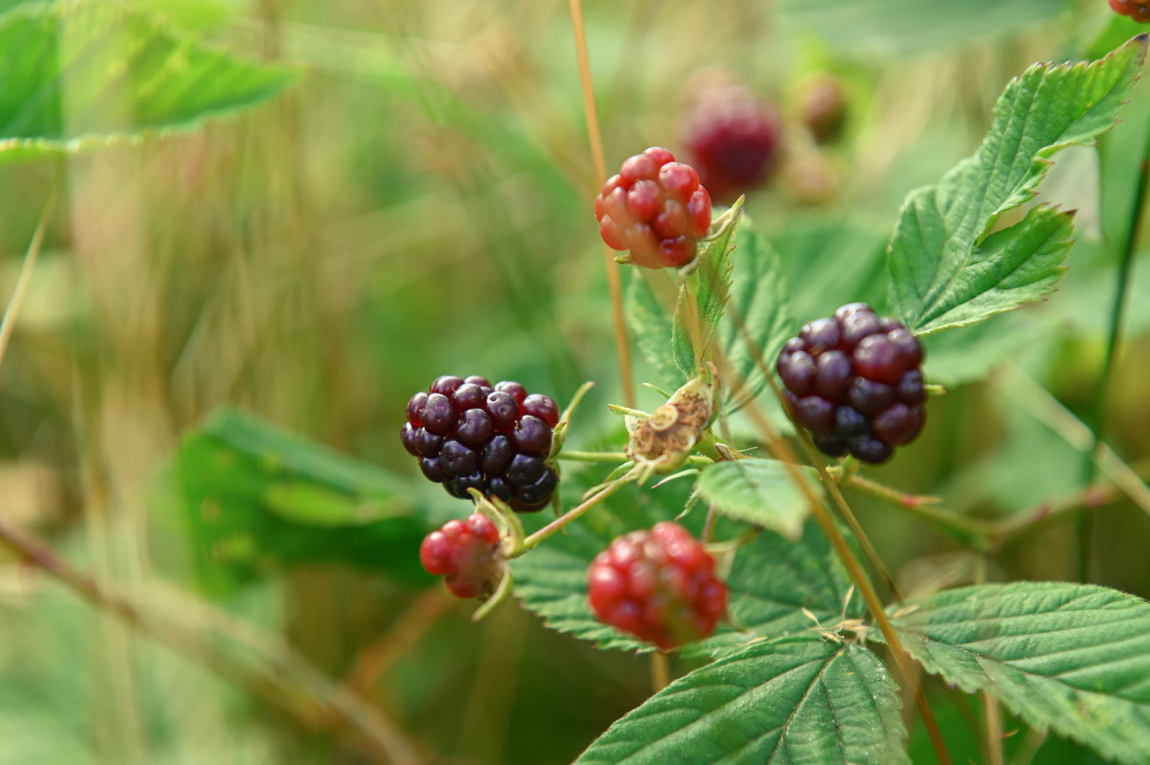 some berries on a green and red plant