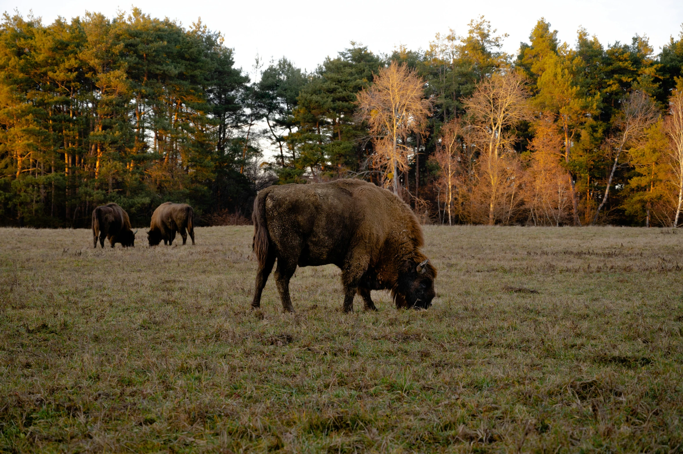 a few bison grazing in the field as other animals graze nearby