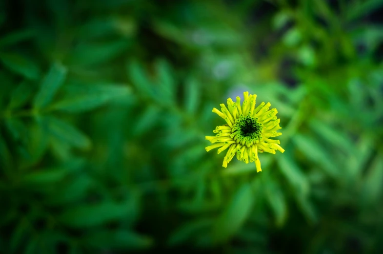 a closeup view of a yellow flower among many green leaves