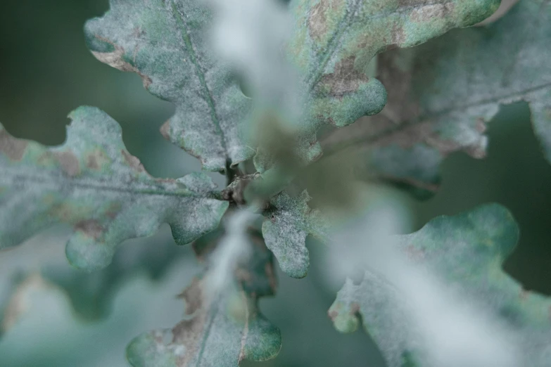 a closeup of some leaves and some nches