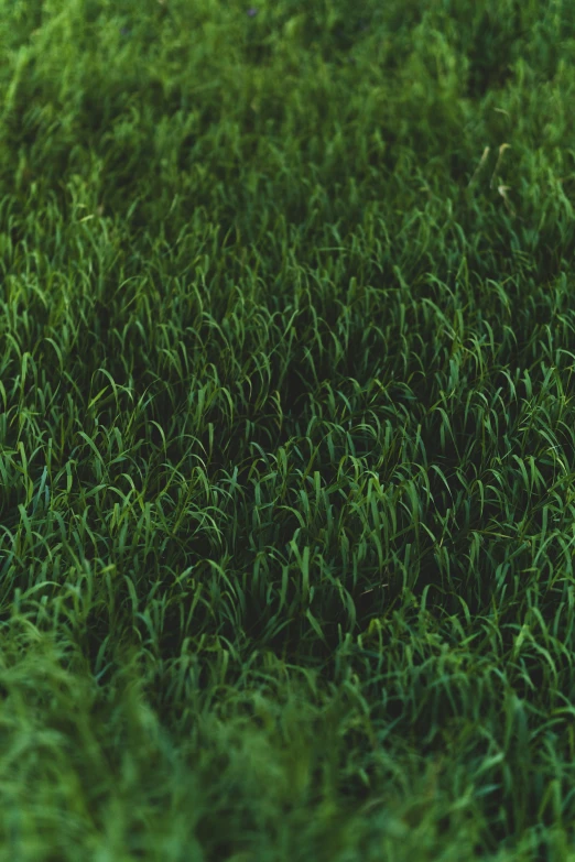 the green grass with small leaves is closeup