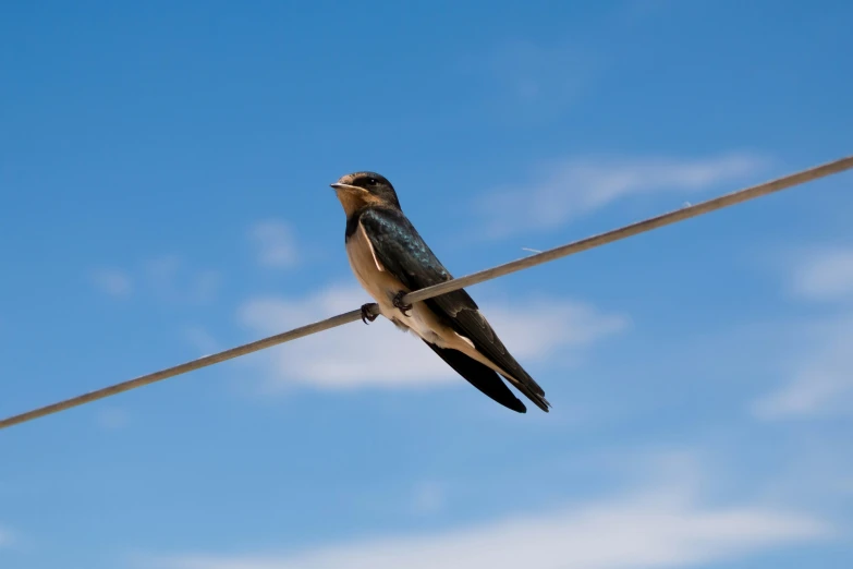 the brown bird is standing on a power line with its beak open