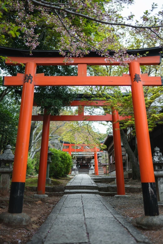 the tori - gate leads to a stone path in front of blossoming trees