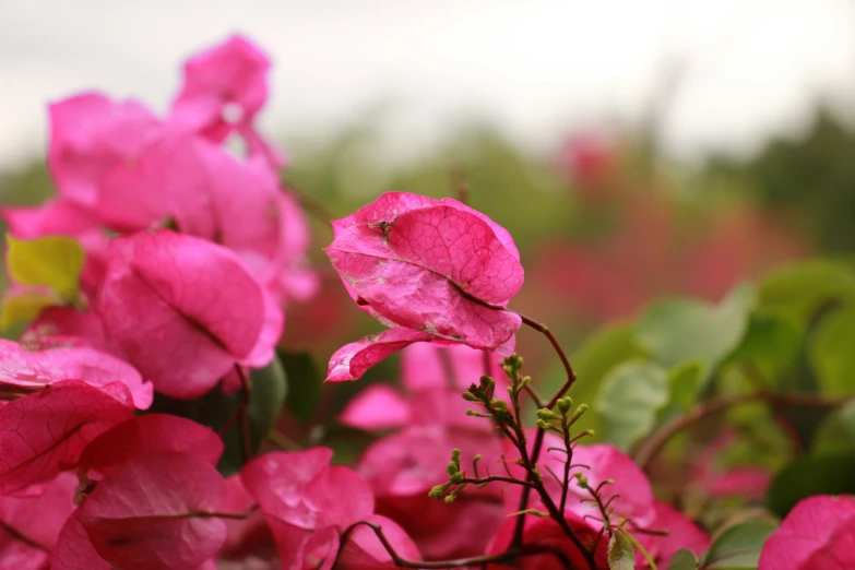 there are many pink flowers in the garden