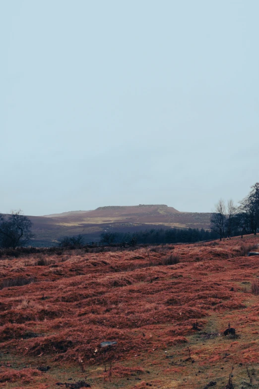 the cow is standing on the brown grass