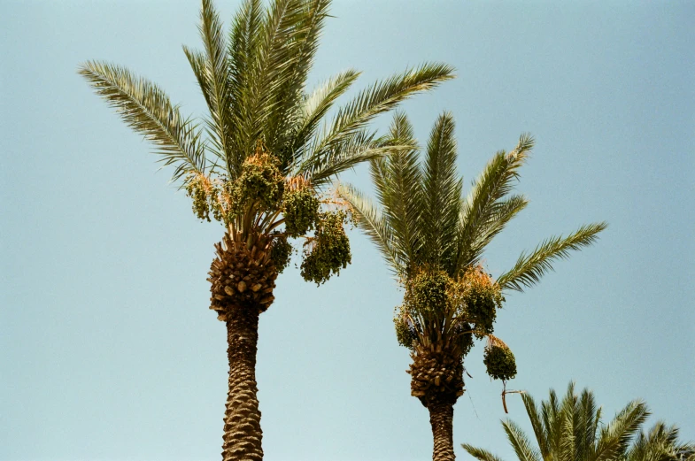 a bunch of palm trees blowing in the wind