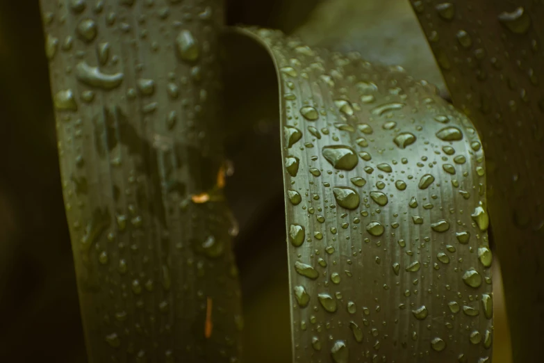 a close up of a leaf with water droplets on it