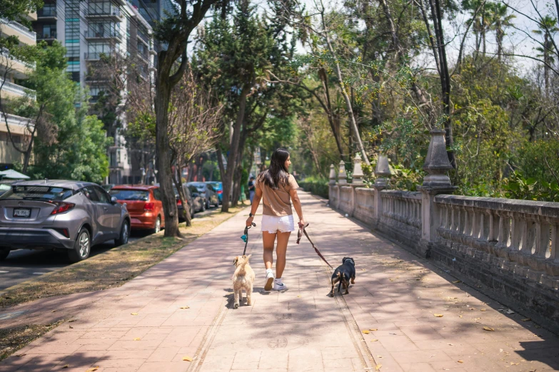 a woman walks her dogs on a leash