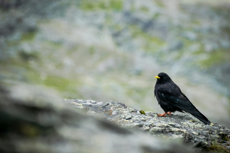 a black bird sitting on top of a rock