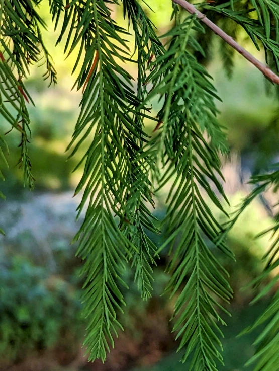 pine needles in a tree close up on a blurry background